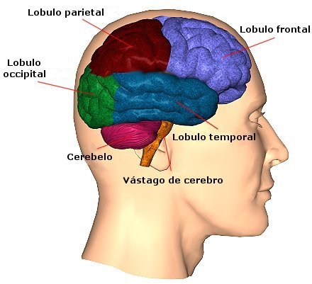 Imagen de una cabeza humana donde se muestra el cerebro